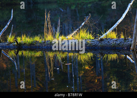Germania Foresta Bavarese, tronco di albero che giace nel lago Foto Stock