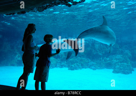 Dolphines, SeaWorld Adventure Park, Orlando, Florida, USA, America del Nord Foto Stock