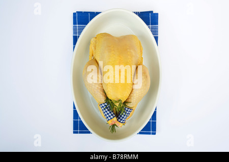 Il pollo crudo nella ciotola, vista in elevazione Foto Stock