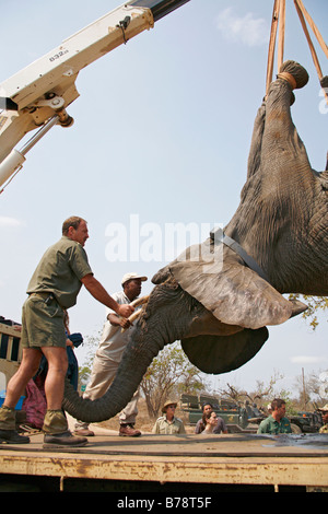 Un gioco di squadra di cattura di paranchi di sollevamento di un elefante sedati con una gru per caricare sul pianale di un carro attrezzi per la traslocazione ad un'altra area Foto Stock