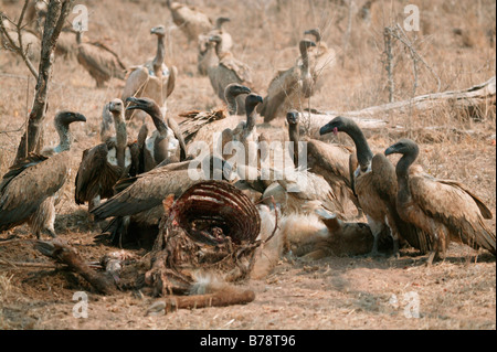 Whitebacked avvoltoi a waterbuck una carcassa con un avvoltoio del capo cercando su Foto Stock