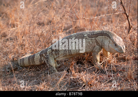 Monitor del Nilo lucertola o leguaan con curvò torna in aggressione Foto Stock