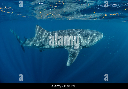 Squalo balena (Rhincodon typus) nuotare sotto la superficie del mare, atollo di Ari, Maldive, Oceano Indiano, Asia Foto Stock