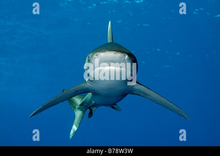 Lo squalo longimano (Carcharhinus longimanus) in acqua blu, vista frontale, Daedalus Reef, Hurghada, Mar Rosso, Egitto, Africa Foto Stock