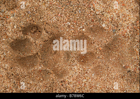 Due piste di Lion in morbida sabbia bagnata Foto Stock