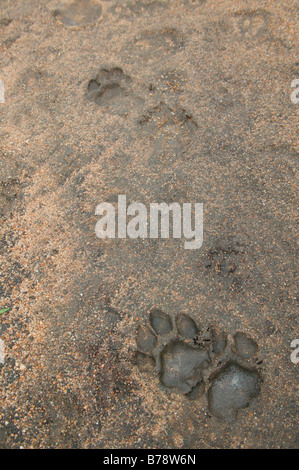 Fresche le tracce di Lion in morbida sabbia bagnata Foto Stock
