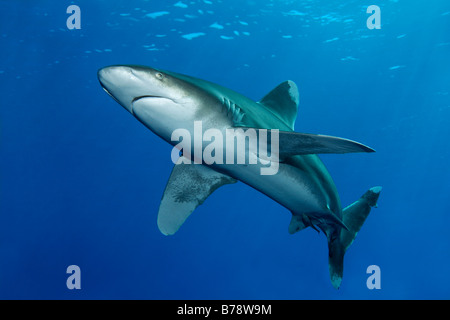 Lo squalo longimano (Carcharhinus longimanus) in acqua blu, Daedalus Reef, Hurghada, Mar Rosso, Egitto, Africa Foto Stock