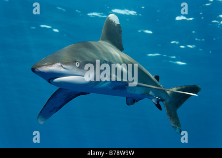 Lo squalo longimano (Carcharhinus longimanus) in acqua blu, Daedalus Reef, Hurghada, Mar Rosso, Egitto, Africa Foto Stock