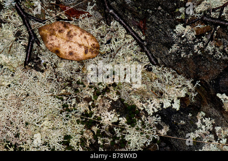 Il muschio e foglie su albero caduto tronco, Parco Nazionale di Acadia, Maine, New England Foto Stock