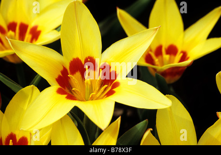 Tulipa Kaufmanniana Corona fotografati a giardini Keukenhof in Lisse Paesi Bassi Foto Stock