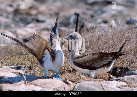 Blu-footed Booby coppia (Sula nebouxii) danza di corteggiamento, Insel Espanola, Galapagos Isole, Isole Galapagos, Ecuador, Sud Ame Foto Stock