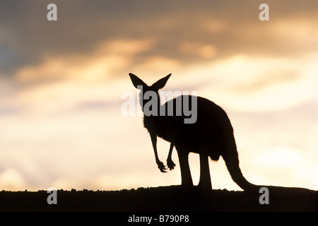 Orientale Canguro grigio (Macropus giganteus) al tramonto, Mungo National Park, New South Wales, Australia Foto Stock