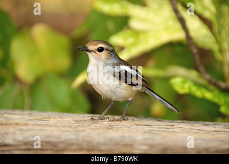 Madagascar Magpie Robin (Copsychus albospecularis), femmina adulta Foto Stock