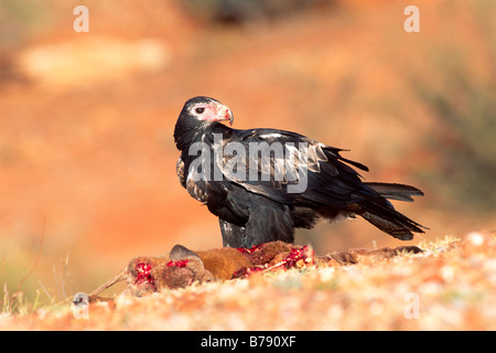 Cuneo-tailed Eagle, Eaglehawk (Aquila audax) sulla sua preda, Sud Australia, Australia Foto Stock