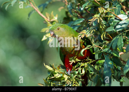 Australian re parrot (Alisterus scapularis), femmina, Parco Nazionale Lamington, Queensland, Australia Foto Stock