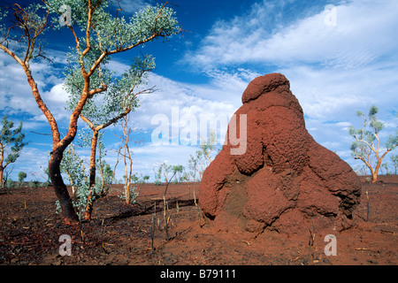 Termite hill in Karijini National Park, Australia occidentale, Australia Foto Stock