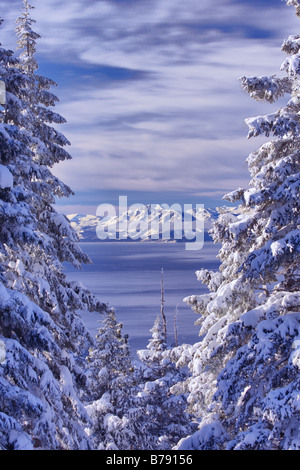 Una vista del lago Tahoe California con alberi innevati al mattino dopo una tempesta di neve Foto Stock