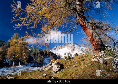 Unione larice (Larix decidua) nella parte anteriore del Mondschein picco in autunno, montagne Karwendel, Tirolo del nord, Austria, Europa Foto Stock