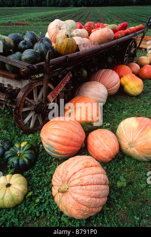 Zucca (Cucurbita) su un vecchio carrello di legno, Tirolo del nord, Austria, Europa Foto Stock