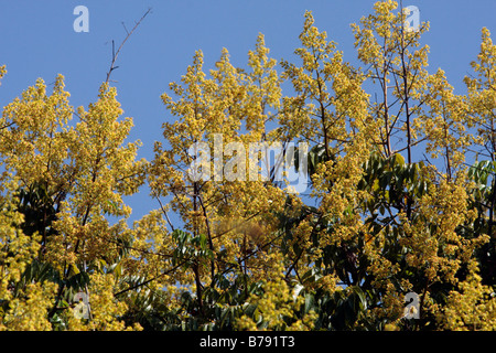 Fiori di Koelreuteria Dummer henryi Foto Stock