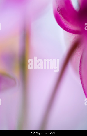 Orchid cisto (Cistus purpureus), close-up Foto Stock