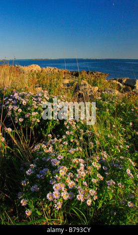 Fiori selvaggi vicino punto di Marshall luce porta, Clyde, Maine, Stati Uniti d'America Foto Stock