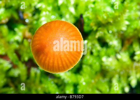 Spurgo fata casco fungo Mycena haematopus. Vista superiore Foto Stock