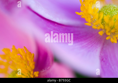 Orchid cisto (Cistus purpureus), close-up Foto Stock