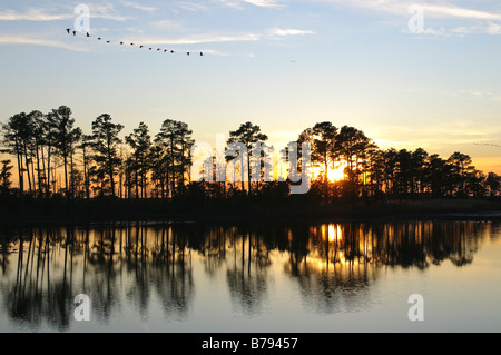 Oche del Canada prendono il volo al tramonto, Blackwater National Wildlife Refuge Cambridge, la contea di Dorchester, Maryland, USA. Foto Stock