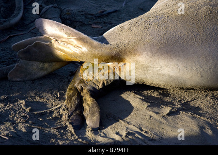 La foca elefante partorisce Foto Stock