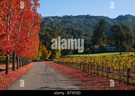 Vigneto e alberata corsia di una tenuta di campagna nel cuore della valle di ALEXANDER HEALDSBURG CALIFORNIA Foto Stock