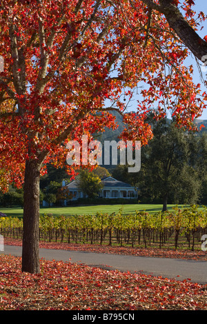 Vigneto e alberata corsia di una tenuta di campagna nel cuore della valle di ALEXANDER HEALDSBURG CALIFORNIA Foto Stock