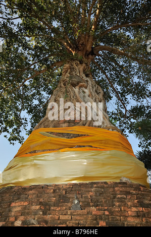 Un chedi completamente ricoperta da un santo Bodhi tree e le sue radici di Wat Na Phrameru, Ayutthaya, Thailandia Foto Stock