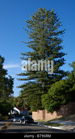 Isola Norfolk pine (araucaria heterophylla), rose bay, sydney, Australia Foto Stock