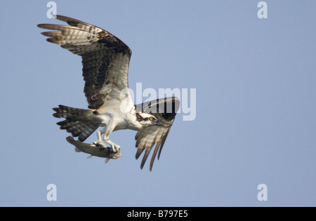 Osprey in volo con trote Pandion haliaetus Foto Stock