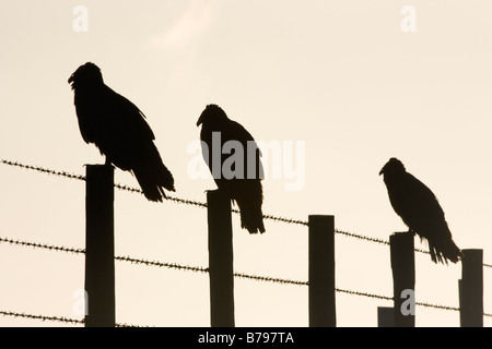 Tre profilarsi la Turchia avvoltoi Cathartes aura Foto Stock