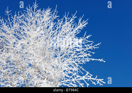 Albero congelato Foto Stock