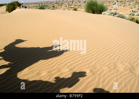 Deserto di Thar. Jaisalmer. Il Rajasthan. India. Foto Stock