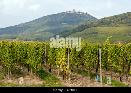 Castello di Haut Koenigsbourg nel paesaggio dall'Alsazia Foto Stock