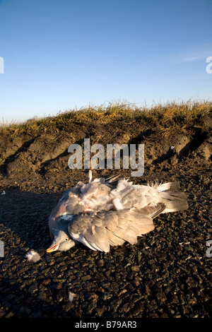 ROAD KILL, un piccione morto giace sulla strada DOPO ESSERE STATO COLPITO DA UN VEICOLO Foto Stock