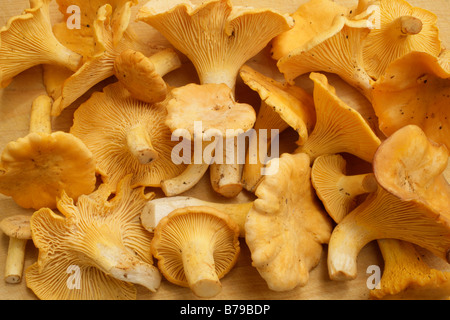 Cibo Liska obecna Cantharellus cibarius i finferli freschi Foto Stock