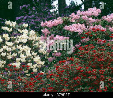 Bianco rosa e rossi rododendri a Crarae Gardens, vicino a Inveraray, Argyll and Bute, Scotland, Regno Unito. Foto Stock