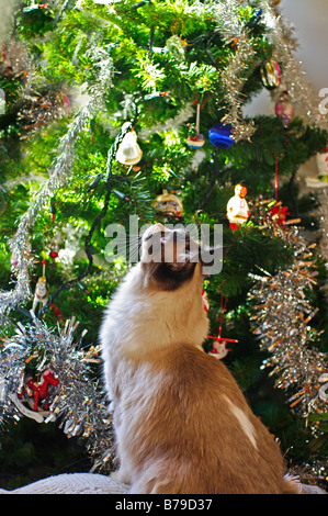 Unposed foto di un giovane gatto Ragdoll incantata da albero di Natale e decorazioni Foto Stock