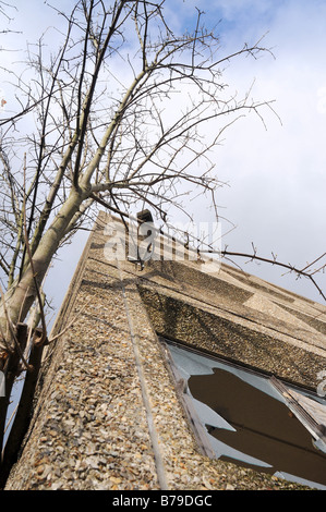 I quattro piani Casa Tricorno è stato costruito negli anni settanta - e stato vandalizzato e caduto in rovina. Foto Stock