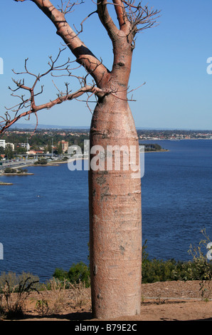 Boab Tree Foto Stock