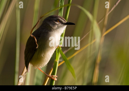 Un allocco fiancheggiata prinia bird posatoi su canne presso l'Austin Roberts il santuario degli uccelli di Pretoria Sudafrica. Foto Stock