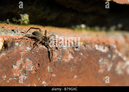 Molto piccola caccia al lupo Spider aspettando la sua preda sul bordo di un mattone in un giardino vecchio muro. Foto Stock