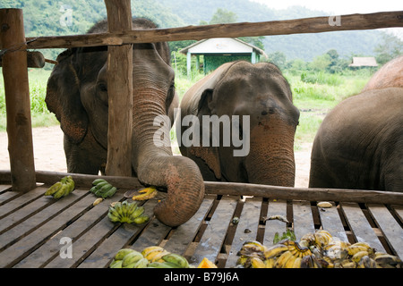 Elephant Nature Park Mae Taeng Thailandia Foto Stock