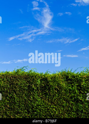 Siepe Leylandii arbusto con cielo blu e il cloud dietro Foto Stock