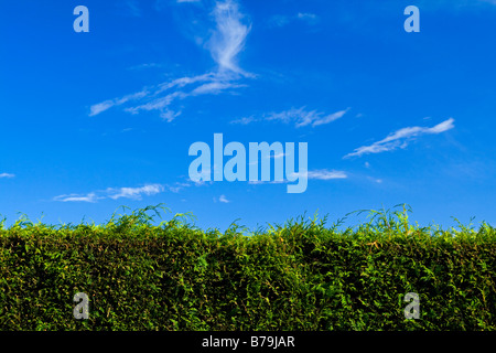 Siepe Leylandii arbusto con cielo blu e il cloud dietro Foto Stock